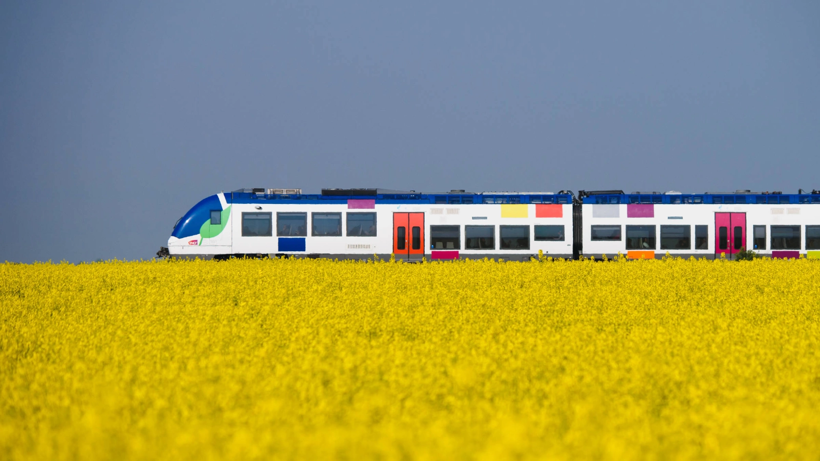 Eine gelbe Blumenwiese. Ein Zug fährt im Hintergrund.